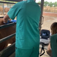 Evalúan la calidad de la carne mediante ecografía: dan a conocer esta técnica sobre el animal vivo