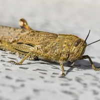 Extremadura luchará un año más contra la langosta mediterránea