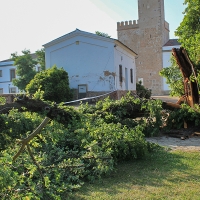Se parte un árbol podrido de grandes dimensiones en La Alcazaba