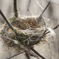 Las altas temperaturas ponen en riesgo a la flora y fauna extremeña