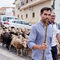 Valverde de Leganés disfruta de una jornada de trashumancia por las calles del pueblo