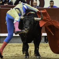 Ginés Marín intervenido tras sufrir una grave cornada en Las Ventas