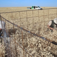 Inician la campaña de salvamento para el Aguilucho Cenizo en Extremadura