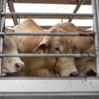 Ayudas de bioseguridad para la desinfección de vehículos de ganado