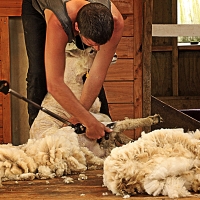 Curso sobre optimización de los rendimientos de la lana en Don Benito