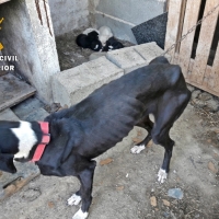 Una vecina de Zafra investigada por tener 10 perros en pésimas condiciones