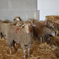 La Diputación de Badajoz adjudica el 100% de sus lotes de ganado merino en varias subastas