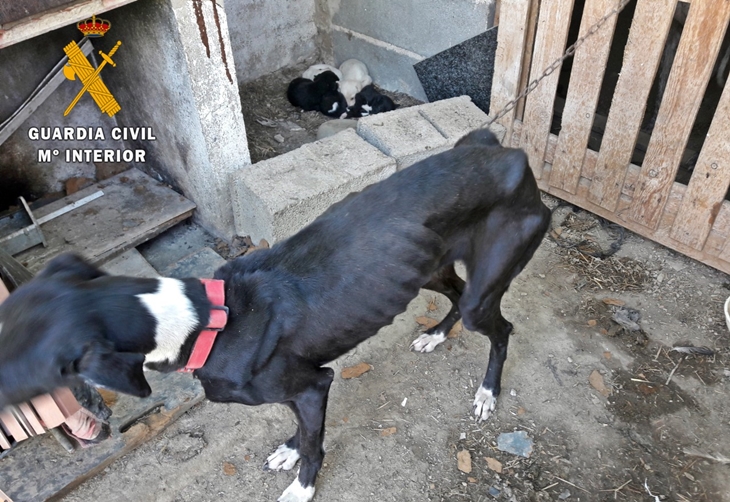 Una vecina de Zafra investigada por tener 10 perros en pésimas condiciones