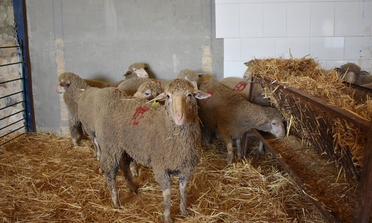 La Diputación de Badajoz adjudica el 100% de sus lotes de ganado merino en varias subastas