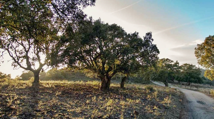 Declaran la Sierra de la Mosca como zona de alto riesgo de incendio