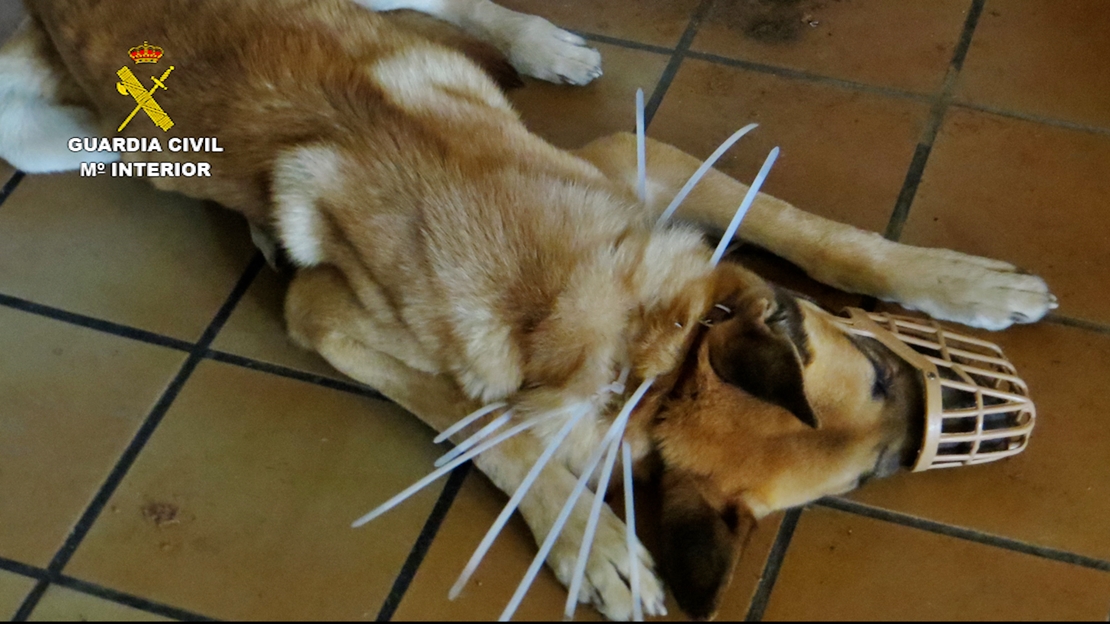 Investigado por un delito de maltrato: tenía a su perro atado por el cuello para que no bebiese ni comiese