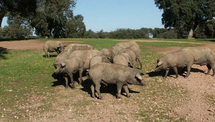 Subasta el próximo 28 de junio de ganado porcino de la raza Duroc