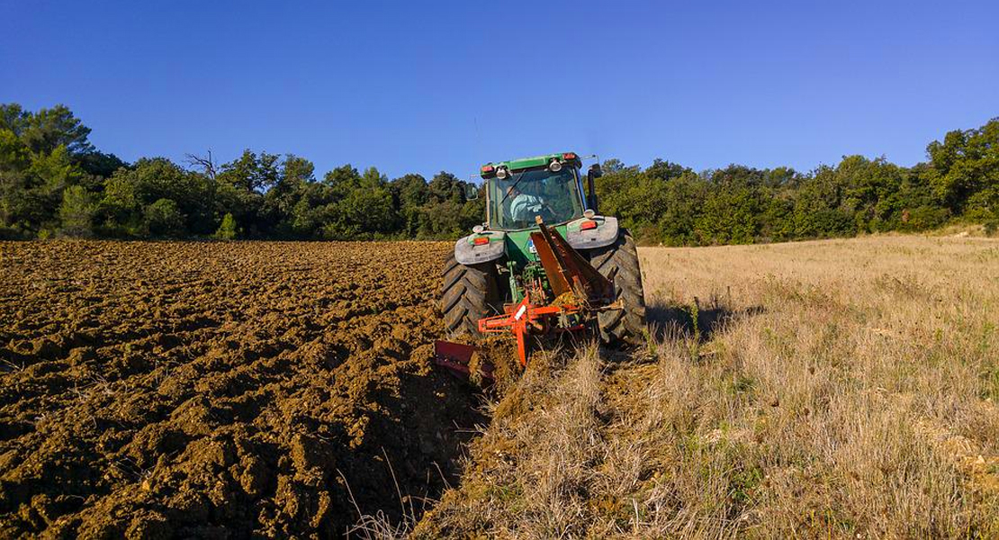 Problemas un cultivo que estaba en auge en Extremadura