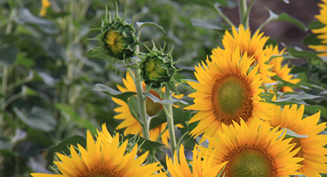 UPA propone dos alternativas para mantener la ayuda a girasol y colza en la nueva PAC