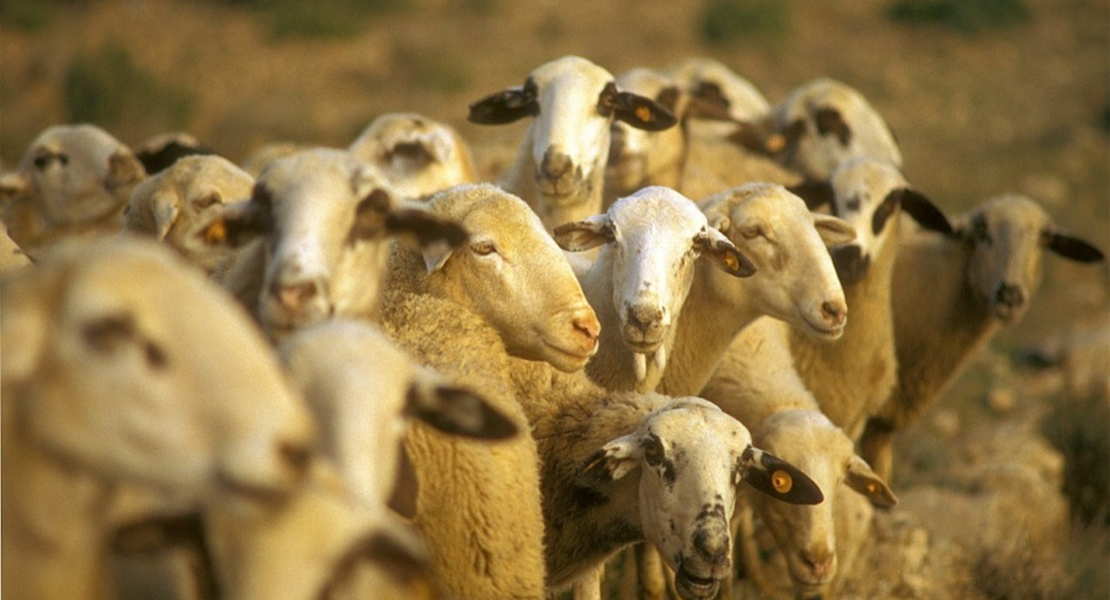 Abonan más de 8 millones de euros del saldo de las ayudas de ovino y caprino extremeño