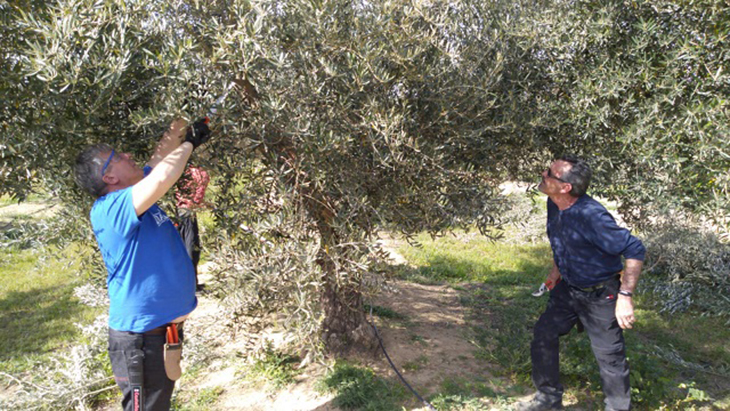 Abonadas las ayudas a la producción integrada de olivar, arroz y frutales en Extremadura