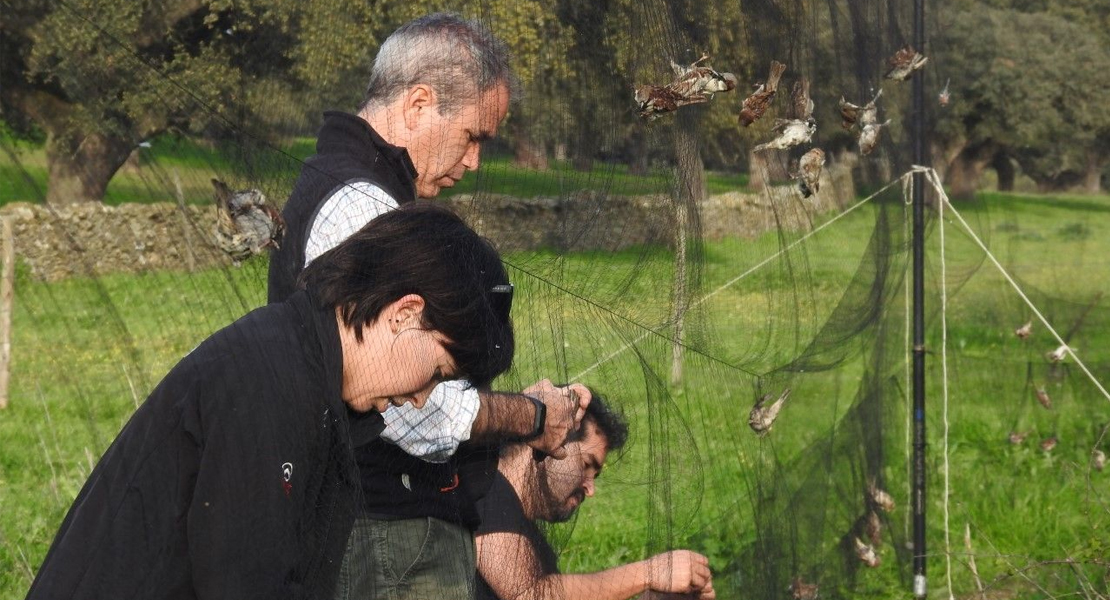 Una investigación de la UEx demuestra la circulación del Virus del Nilo en pájaros del área de Badajoz