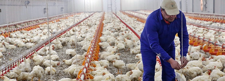 UPA da un ultimátum a las integradoras avícolas: “Así no podemos seguir”