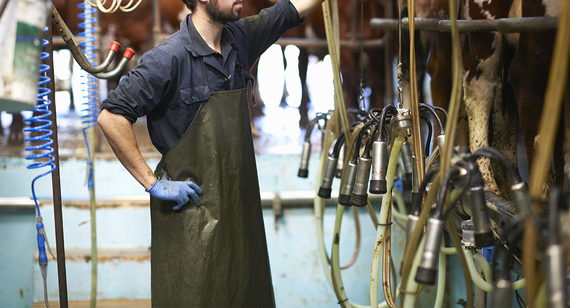 Los productores de leche extremeños comienzan a recibir los 2,3 millones de euros prometidos