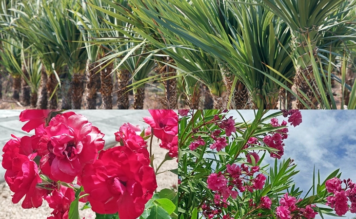 Más de 80.000 ejemplares de plantas para embellecer diferentes localidades extremeñas