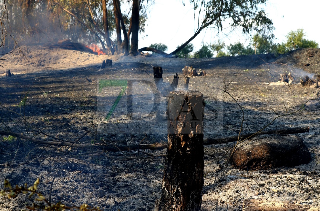 Grave incendio forestal entre Sagrajas y Novelda del Guadiana (BA)