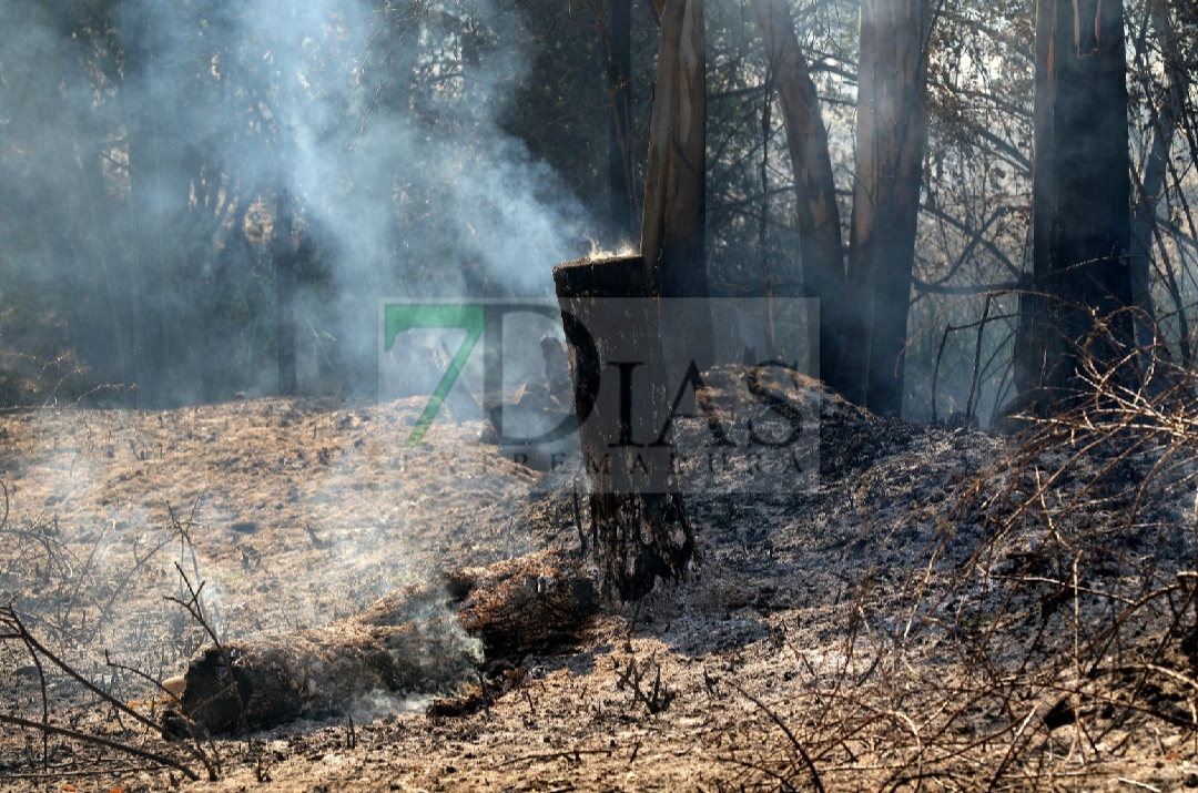 Grave incendio forestal entre Sagrajas y Novelda del Guadiana (BA)