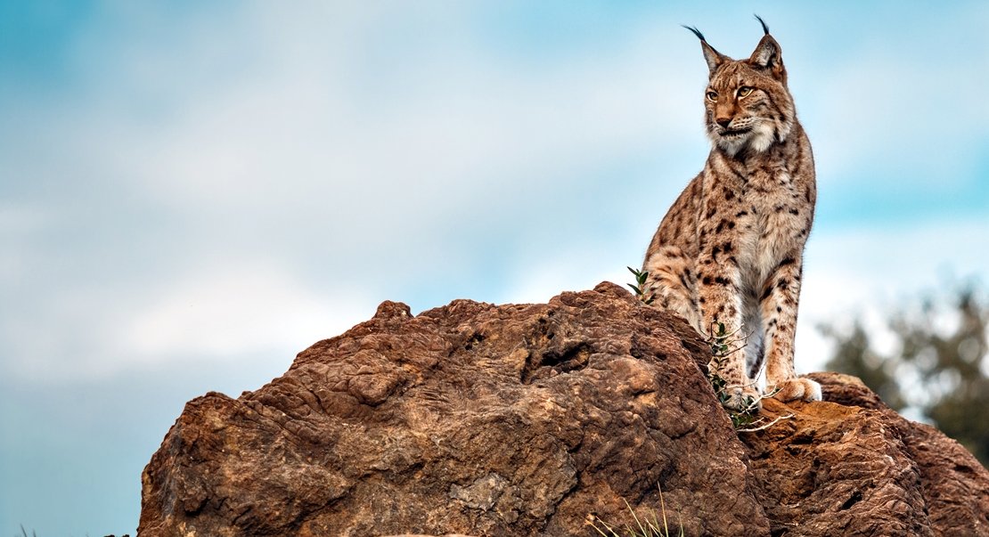 Extremadura cuenta con 164 ejemplares de lince ibérico