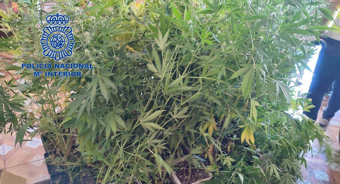 Detienen a una pareja que tenía una plantación de marihuana en su garaje