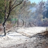 Grave incendio forestal entre Sagrajas y Novelda del Guadiana (BA)