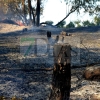 Grave incendio forestal entre Sagrajas y Novelda del Guadiana (BA)