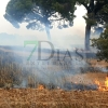 Un grave incendio forestal arrasa parte de la finca La Cocosa