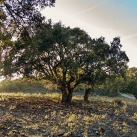 Declaran la Sierra de la Mosca como zona de alto riesgo de incendio