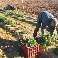 La situación económica de las explotaciones agrarias no permite las subidas salariales en el campo