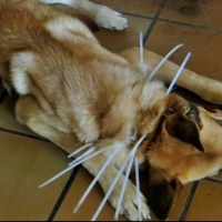 Investigado por un delito de maltrato: tenía a su perro atado por el cuello para que no bebiese ni comiese