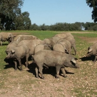 Subasta el próximo 28 de junio de ganado porcino de la raza Duroc