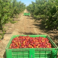 Toque de atención a las centrales de fruta en Extremadura: serán denunciadas si pagan por debajo de los costes