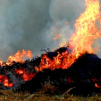 Exigen que se permita la quema controlada en Extremadura para luchar contra plagas y malas hierbas