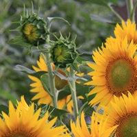 UPA propone dos alternativas para mantener la ayuda a girasol y colza en la nueva PAC