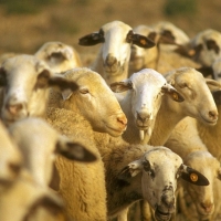 Abonan más de 8 M€ del saldo a las ayudas del ovino y caprino extremeños