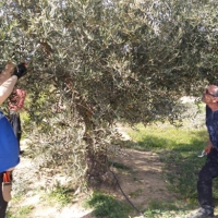 Abonadas las ayudas a la producción integrada de olivar, arroz y frutales en Extremadura