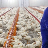 España podría enfrentarse a un desabastecimiento de pollo en unos meses, según UPA