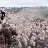 La Trashumancia extremeña inicia los trámites para ser Bien de Interés Cultural