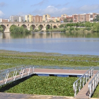 262.000 euros para pensar qué hacer con el nenúfar del río Guadiana