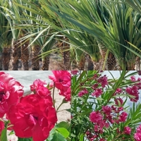 Más de 80.000 ejemplares de plantas para embellecer diferentes localidades extremeñas