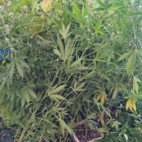 Detienen a una pareja que tenía una plantación de marihuana en su garaje (BA)