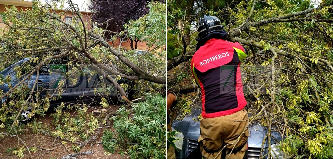 Daños al desprenderse partes de árboles en Las Moreras (Badajoz)