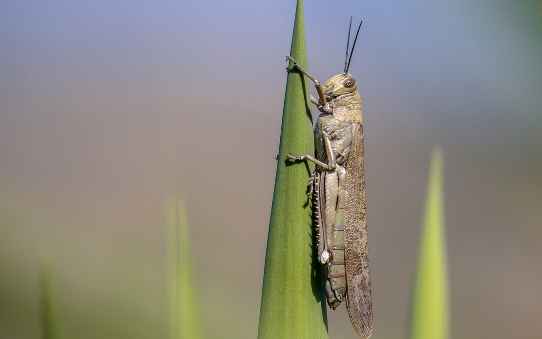 La plaga de la langosta asola los campos extremeños: “Para la Junta no pasa nada”