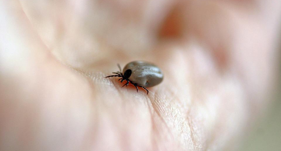 Aumenta el número de garrapatas en España y las enfermedades asociadas a ellas