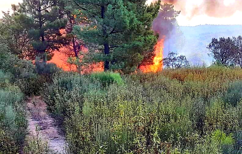 Un amplio dispositivo lucha contra un incendio forestal en Cadalso (CC)