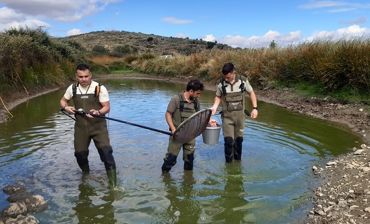 Rastrean in situ la evolución de los peces autóctonos en Extremadura